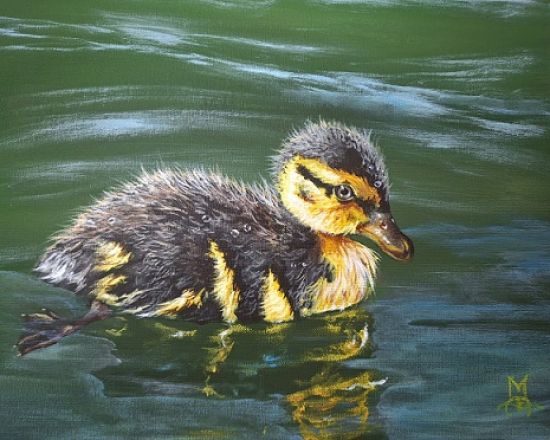 Fluffy duckling