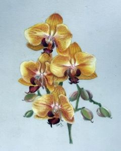 Yellow Mouth Orchids