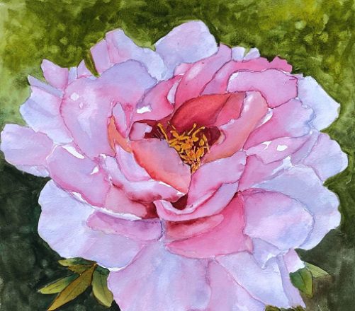 Pretty Peony